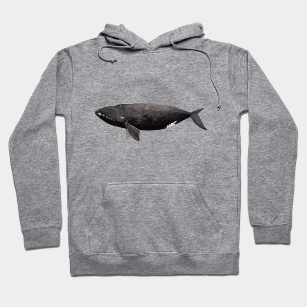 Northern right whale Hoodie by chloeyzoard